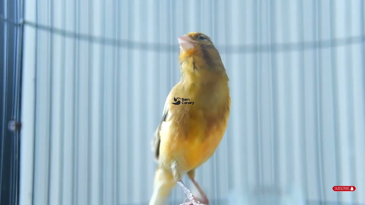 kenari gacor durasi panjang, Full Isian, Non Stop, Untuk Pancingan, Ngerek Kawin, Cengkok Mewah