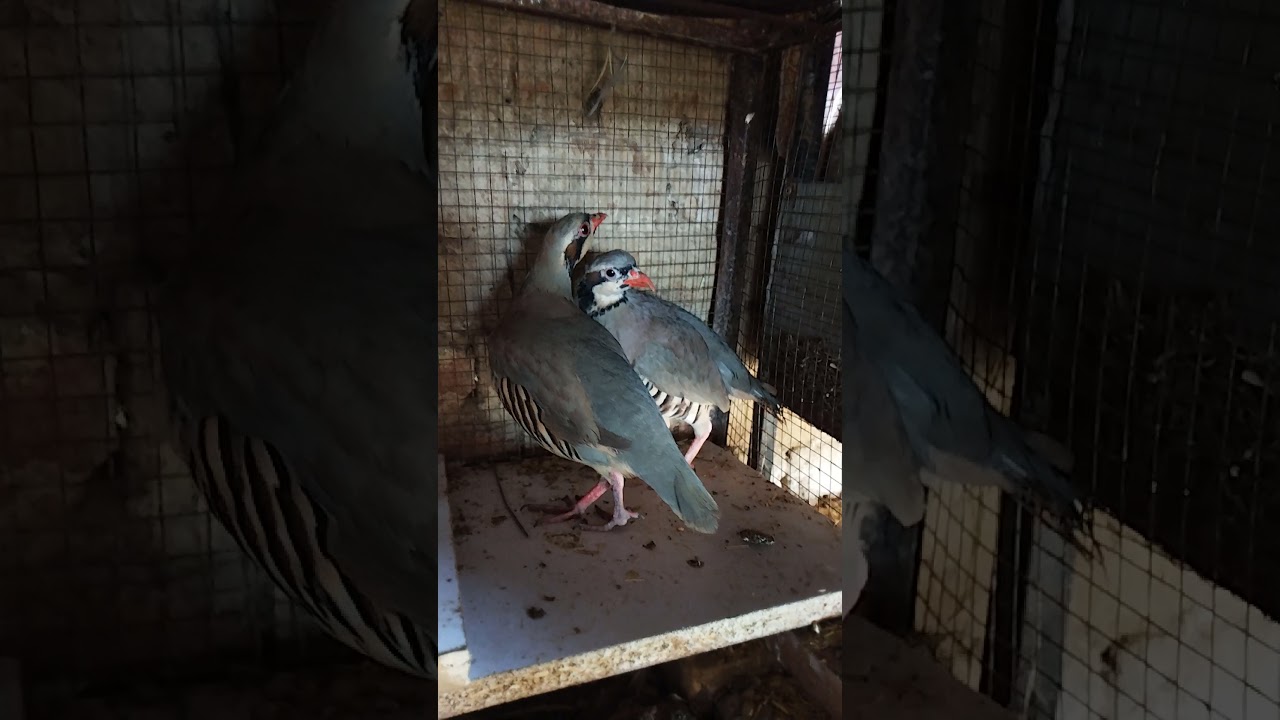 Pakistan Desi Chakor - Breeding Pair