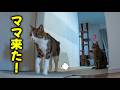 まるで人間？ママの帰宅を急いで迎えに行く猫が可愛すぎました