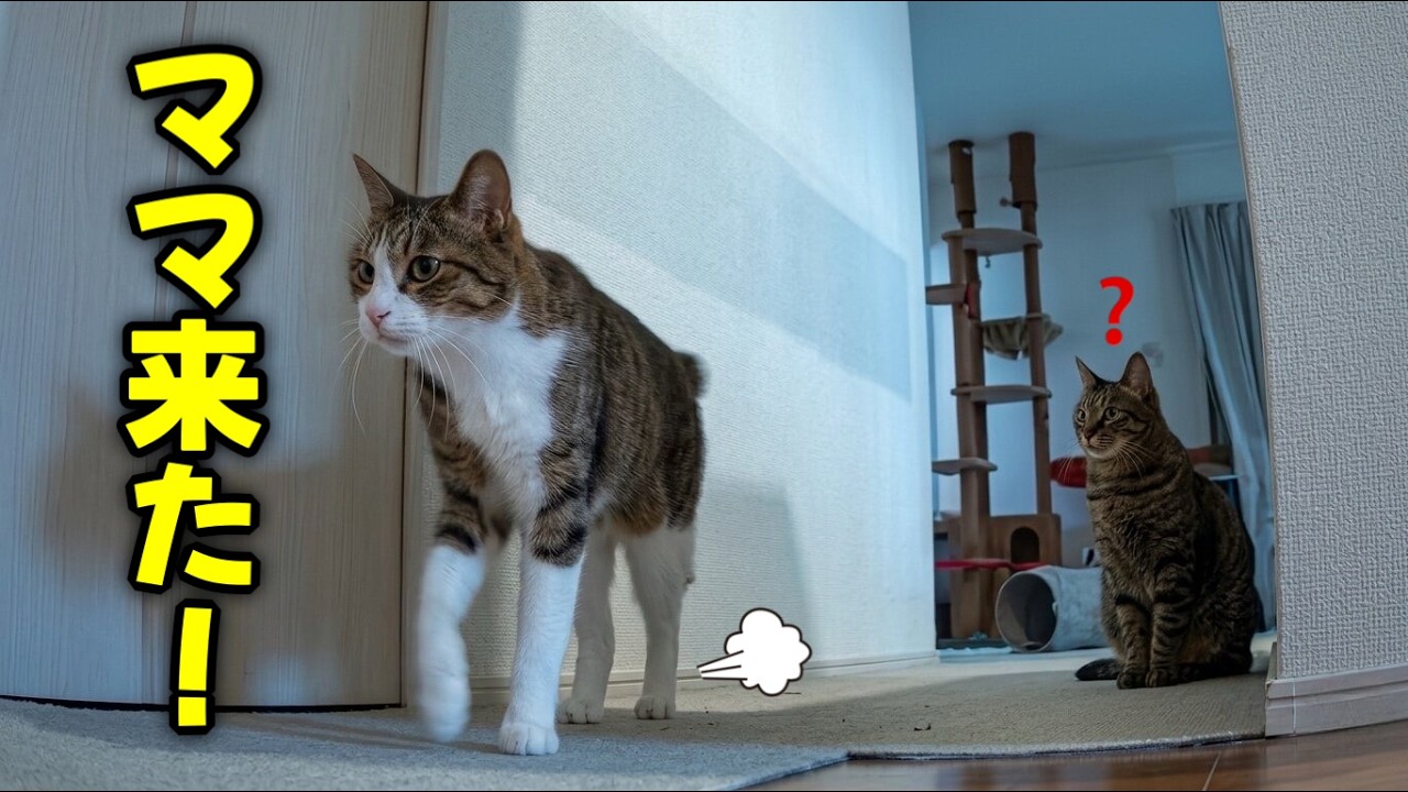 まるで人間？ママの帰宅を急いで迎えに行く猫が可愛すぎました