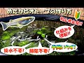 【初心者向け】水換えや低床掃除の必要ない!?メダカの屋外ビオトープを立ち上げる方法【手間いらずな飼育環境の仕組み】