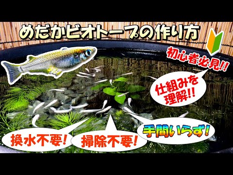 水換えの要らないメダカ水槽 メダカ】水換えの要らない水槽でメダカを楽しもう（底面フィルターで