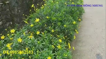 CÚC THÂN GỖ TRƯỜNG THỌ, VẺ ĐẸP   RỰC RỠ TỪ THIÊN NHIÊN