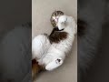 猫に噛まれてキモい声で鳴くネコおじ#shorts