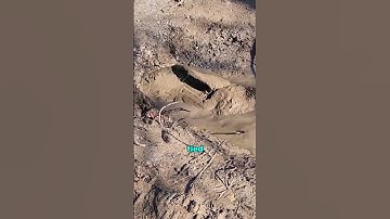 The inventor of tire dredging was a genius