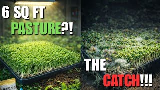 Can Indoor Fodder Really Replace Hay? (The Numbers Don’t Lie)