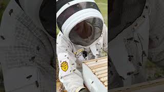 This Hive Was PACKED With Bees… So We Added Another Box 🐝