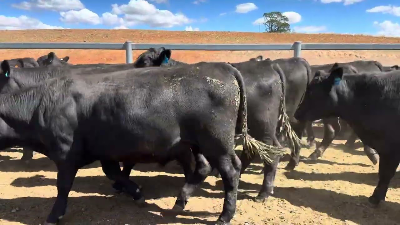 47 Angus Feeder Steers