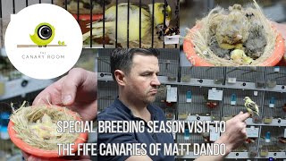 Download Lagu Breeding Season Visit to Matt Dando - Canary Room special visit MP3