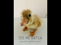 Duckling hatching from start to finish