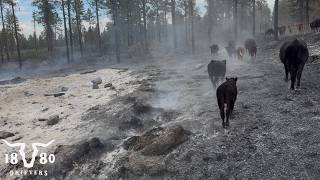 Moving Cows Through The Ash and Smoke. Colorado Cattle Ranchers Facing Many Challenges.