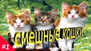 СМЕШНЫЕ КОШКИ.Приколы про кошек и котов #1(Топ подборка 2018).VERY FUNNY CATS.