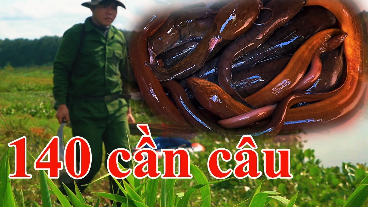 Một mình cắm 140 cần câu mùa nước dâng dính toàn cá ngon