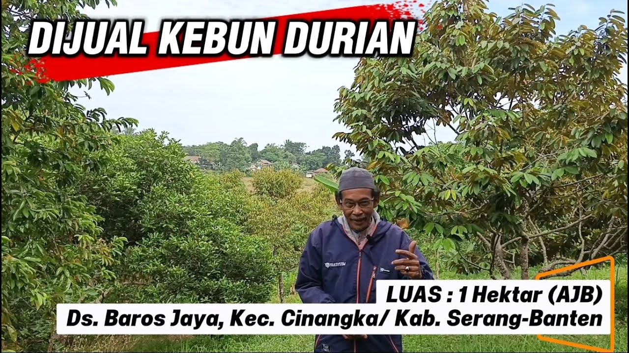 DIJUAL LAHAN KEBUN DURIAN TERAWAT 1 HEKTAR