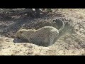 Leopard digging out a warthog