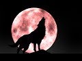 suara binatang serigala | hewan suara untuk anak-anak | Tokek