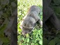 Sleeping beauty little dog #shorts #shortvideo #cute #dog