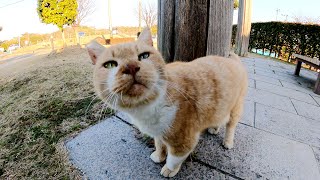 公園から帰ろうとすると、哀愁漂う茶シロ猫が引き止めてきた