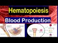 Blood cell formation  bone marrow  hematopoiesis  2 mins