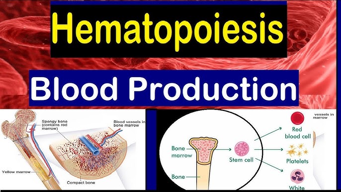How Red Blood Cells are Made Animation - Formation of RBC Video -Structure Function Components - YouTube