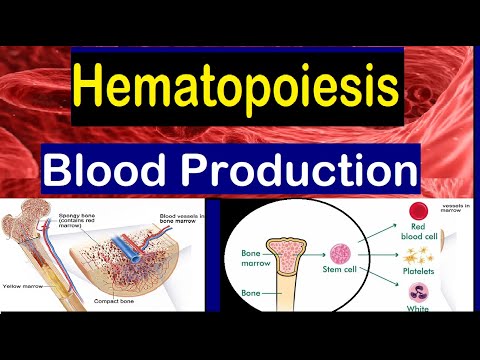 Video: Da li se hematopoeza javlja u spužvastoj kosti?