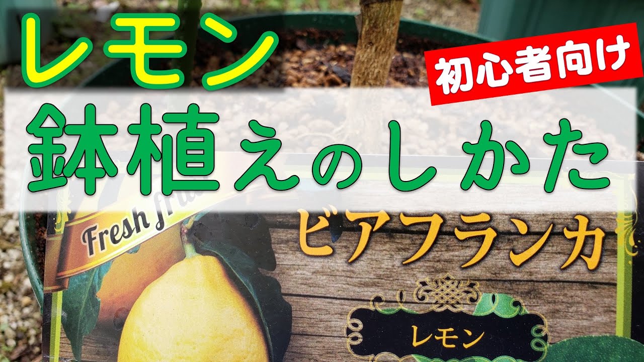 果樹栽培 レモンの鉢植え 苗木の植え方 ビアフランカ Youtube