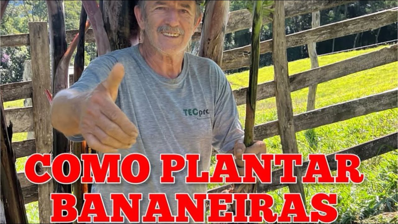 3 Técnicas Infalíveis para plantar Bananeiras