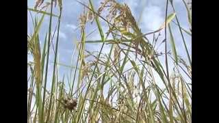 Video SRI bassin arachidier SENEGAL/ANCAR
