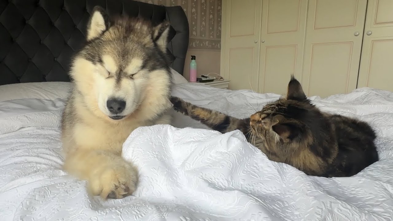 Hilarious Husky Reacts To Giant Cat Fight! (So Funny!!)