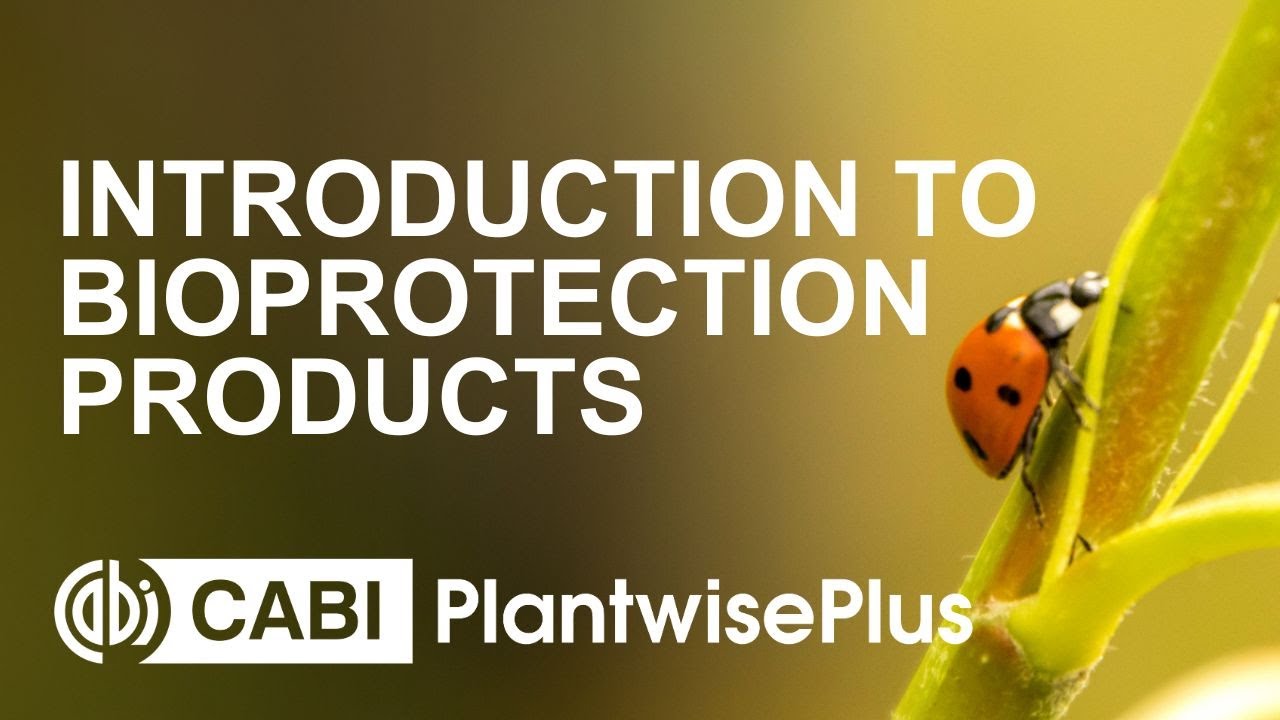 CABI Academy course: Introduction to Bioprotection Products - YouTube