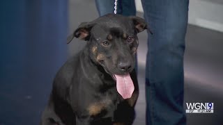 Adopt-A-Pet: Chicago Pet Rescue