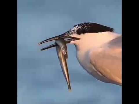 قالت رسلهم افى الله شك فاطر السموات والارض