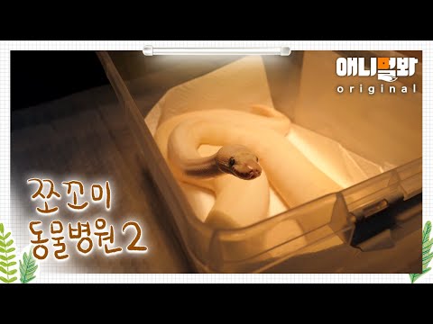 쪼꼬미 동물병원 시즌2 9화 (내원환자: 공비단뱀 흰둥이님)ㅣAnimal Hospital for Tiny Animals2 <strong>Ep</strong> 9 (Patient: <strong>Ball</strong> python)