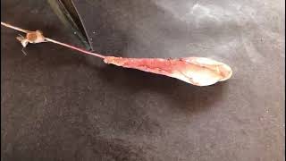Sistema reproductor macho caprino