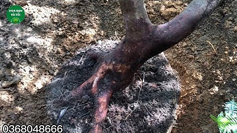 GL.Sim rừng bệ đẹp bầu to.Hoa bạn và tôi