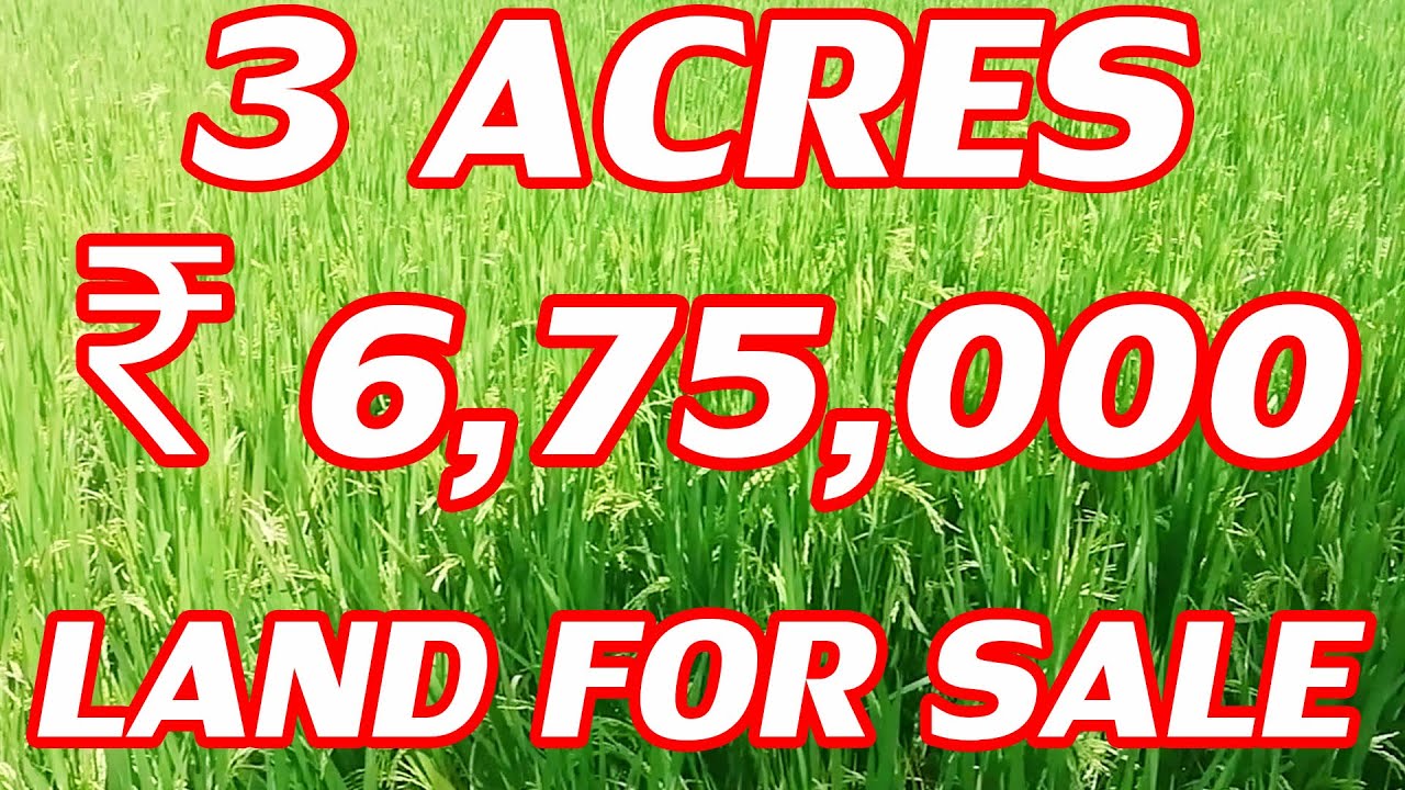 3 ACRES AGRICULTURAL LAND FOR SALE | RICE FARMING COMPACT LAND | BUY AND SELL WITH DUDDU | LOW COST