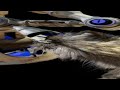Volumetric VR Cat 🐈 | Cinematic Fur with Maya XGen in 6DoF (PresenZ)