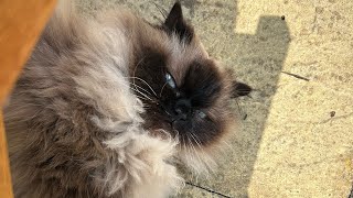 Himalayan cat fights with a deck chair!