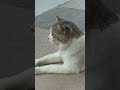 Cute Cat outside the restaurant #cutecat