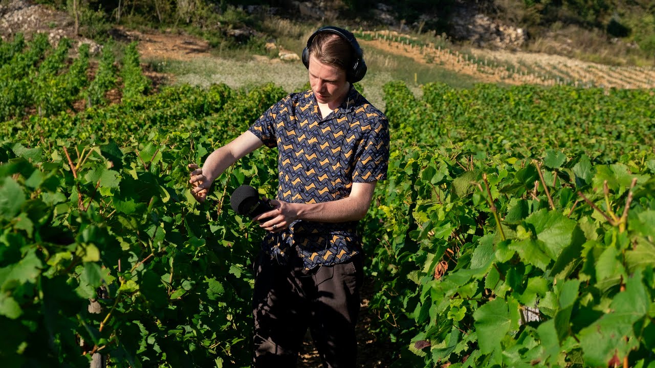 ASMR on the Countryside (French Vineyards)