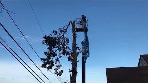 Tree catches fire when hits powerline.