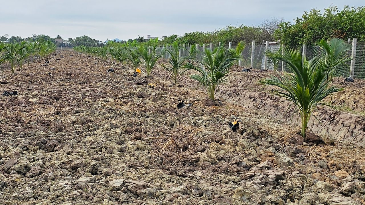 Trồng dừa lở 400 cây tại An Phú, An Giang 