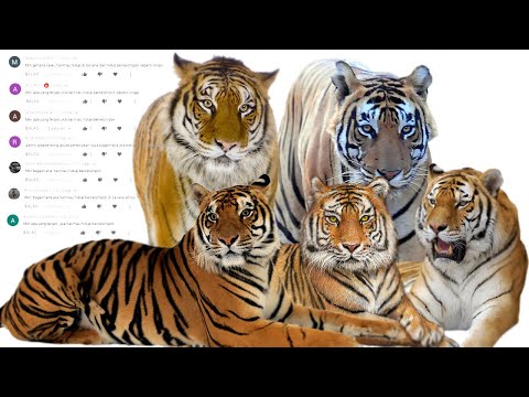 Video: Seperti Apa Harimau Ussuri?