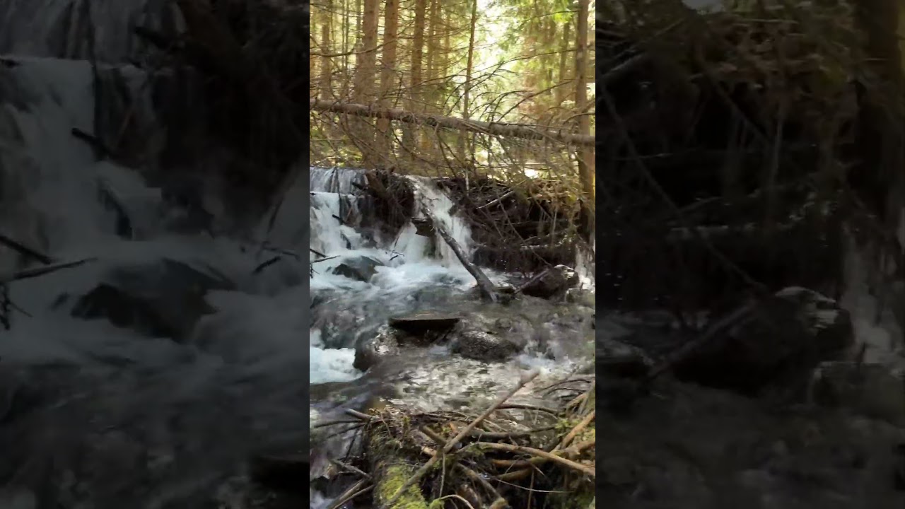Amazing raw forest stream in Transylvania mountains! 