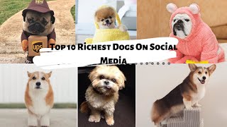 Top 10 Richest Dogs On Social Media by Top 10 138 views 3 years ago 7 minutes, 33 seconds