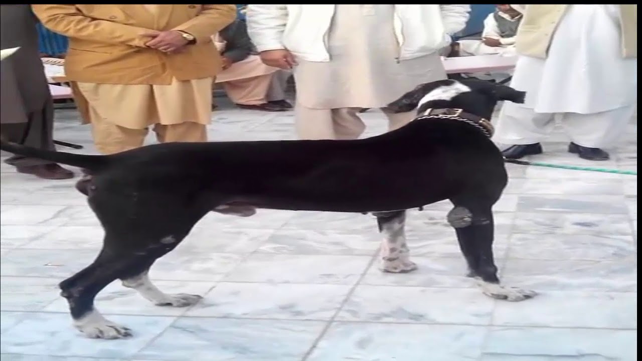 pakistani bully dog black