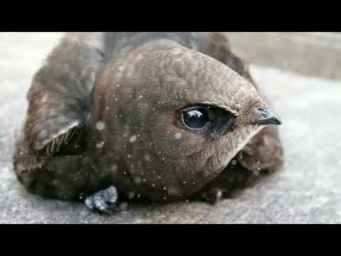 suara-panggil-walet-jaman-now-(gratis-download)