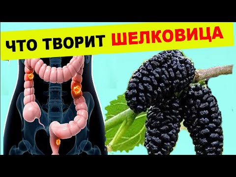 Что творит ШЕЛКОВИЦА  ! Даже одна ЛОЖКА может вызвать процесс исцеления в организме !