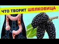 Что творит ШЕЛКОВИЦА  ! Даже одна ЛОЖКА может вызвать процесс исцеления в организме !