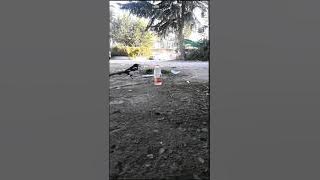 Burung Pintar minum air dalam botol
